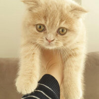 Scottish Fold, Kedi  Hubble fotoğrafı