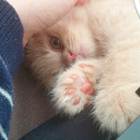 Scottish Fold, Kedi  Hubble fotoğrafı