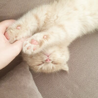 Scottish Fold, Kedi  Hubble fotoğrafı