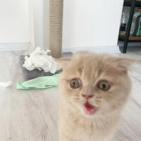 Scottish Fold, Kedi  Hubble fotoğrafı