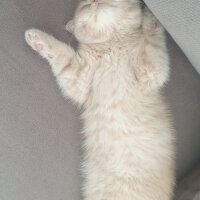 Scottish Fold, Kedi  Hubble fotoğrafı