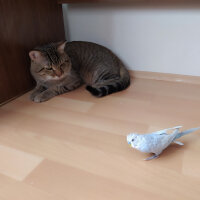 Tekir Kedi, Kedi  Yaman fotoğrafı