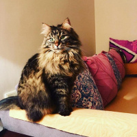 Tekir Kedi, Kedi  zeytin fotoğrafı