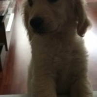 Golden Retriever, Köpek  AŞİL fotoğrafı