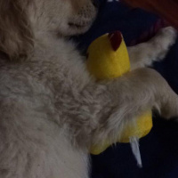 Golden Retriever, Köpek  AŞİL fotoğrafı