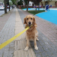 Golden Retriever, Köpek  AŞİL fotoğrafı