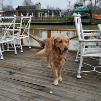 Golden Retriever, Köpek  AŞİL fotoğrafı