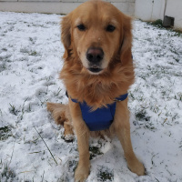 Golden Retriever, Köpek  AŞİL fotoğrafı