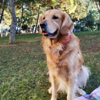 Golden Retriever, Köpek  AŞİL fotoğrafı