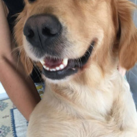 Golden Retriever, Köpek  AŞİL fotoğrafı