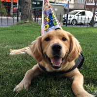 Golden Retriever, Köpek  AŞİL fotoğrafı