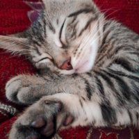 Tekir Kedi, Kedi  Tarçın fotoğrafı