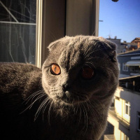 Scottish Fold, Kedi  Rıfkı fotoğrafı