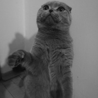 Scottish Fold, Kedi  Rıfkı fotoğrafı