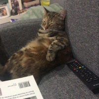 Tekir Kedi, Kedi  suzi fotoğrafı