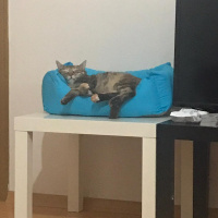 Tekir Kedi, Kedi  suzi fotoğrafı