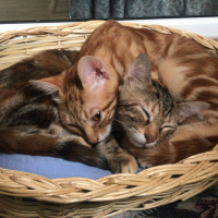 Tekir Kedi, Kedi  suzi fotoğrafı
