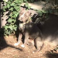Amerikan Pitbull Terrier, Köpek  XL KISA BACAK AMERİCAN BLUE PİTBULL KISIR DEĞİL fotoğrafı