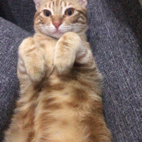 Tekir Kedi, Kedi  cedi fotoğrafı