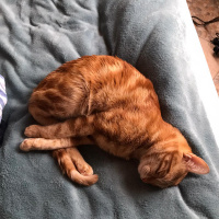 Tekir Kedi, Kedi  cedi fotoğrafı