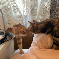 Tekir Kedi, Kedi  cedi fotoğrafı