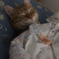 Tekir Kedi, Kedi  cedi fotoğrafı