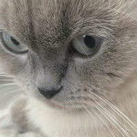 Scottish Fold, Kedi  Turşu fotoğrafı