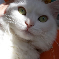 Ankara Kedisi, Kedi  Afrodit fotoğrafı