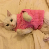 Ankara Kedisi, Kedi  Afrodit fotoğrafı