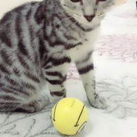 Tekir Kedi, Kedi  Çiçi fotoğrafı