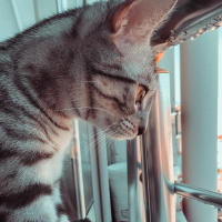 Tekir Kedi, Kedi  Çiçi fotoğrafı