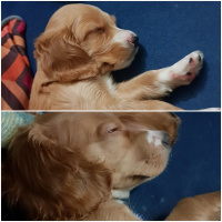 Amerikan Cocker Spaniel, Köpek  Tofi fotoğrafı