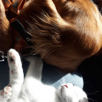 Amerikan Cocker Spaniel, Köpek  Tofi fotoğrafı