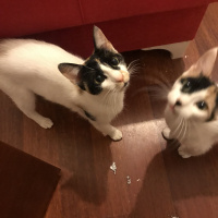 Sarman, Kedi  Kardeşler fotoğrafı