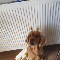 Amerikan Cocker Spaniel, Köpek  Tarçın fotoğrafı
