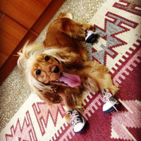 Amerikan Cocker Spaniel, Köpek  Tarçın fotoğrafı