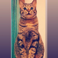 Tekir Kedi, Kedi  Sakız fotoğrafı