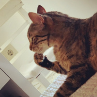 Tekir Kedi, Kedi  Sakız fotoğrafı