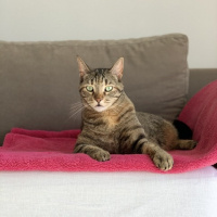 Tekir Kedi, Kedi  Sakız fotoğrafı