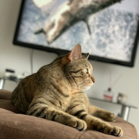 Tekir Kedi, Kedi  Sakız fotoğrafı