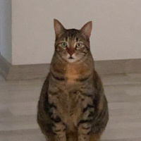 Tekir Kedi, Kedi  Sakız fotoğrafı