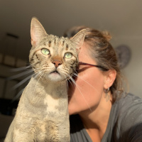 Tekir Kedi, Kedi  Sakız fotoğrafı