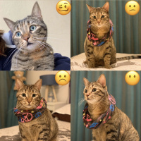 Tekir Kedi, Kedi  Sakız fotoğrafı