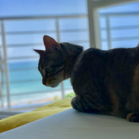 Tekir Kedi, Kedi  Sakız fotoğrafı