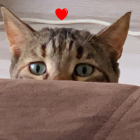 Tekir Kedi, Kedi  Sakız fotoğrafı