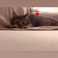 Tekir Kedi, Kedi  Sakız fotoğrafı