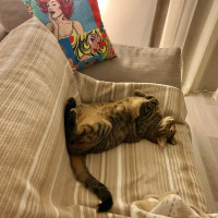 Tekir Kedi, Kedi  Sakız fotoğrafı