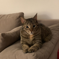 Tekir Kedi, Kedi  Sakız fotoğrafı