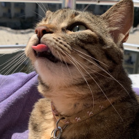 Tekir Kedi, Kedi  Sakız fotoğrafı