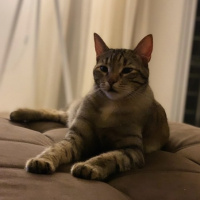 Tekir Kedi, Kedi  Sakız fotoğrafı